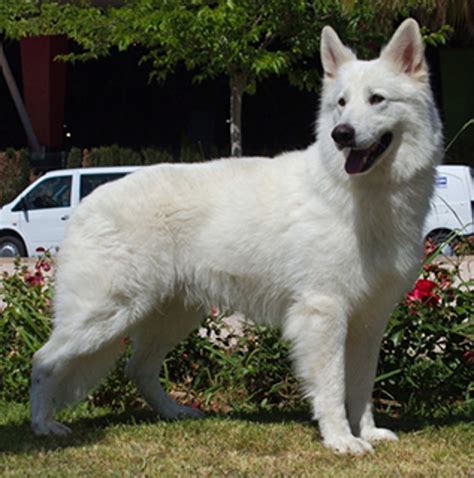 White Swiss Shepherds excel at K-9 athletics such as rally, agility, fly ball, disc dog, conformation, obedience, nose work, search and rescue, Schutzhund, and more. As Vom Hundhaus breeder relates, the White Swiss Shepherd can easily jump over a six-foot fence to chase down a ball (or a target).